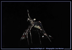 A cleaning shrimp during a night dive in a small cave, pr... by Michel Lonfat 